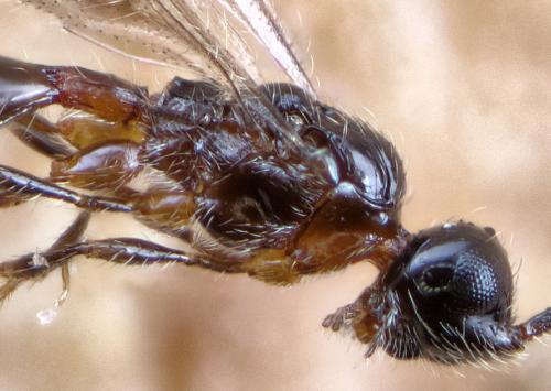 Pantolyta sp.